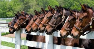 Tudo o que Você Precisa Saber para Ter um Cavalo Saudável e Feliz