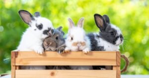 Tudo o que Você Precisa Saber para Cuidar do Seu Orelhudo