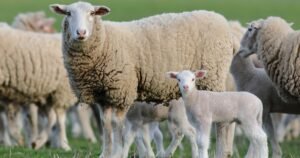Como Criar Ovelhas Felizes, Saudáveis e Produtivas