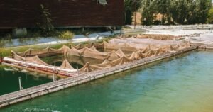 Como Criar e Manter Peixes de Viveiro com Sucesso