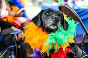 Proteção de cães e gatos no Carnaval