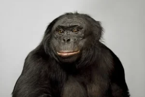 Bonobo Kanzi e a imaginação Cognitiva