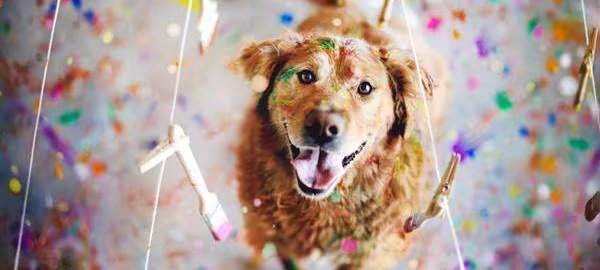 Carnaval pet no Pátio Paulista: oficina de acessórios e bem-estar animal
