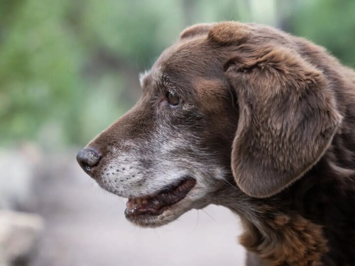 Epilepsia em cães na Espanha