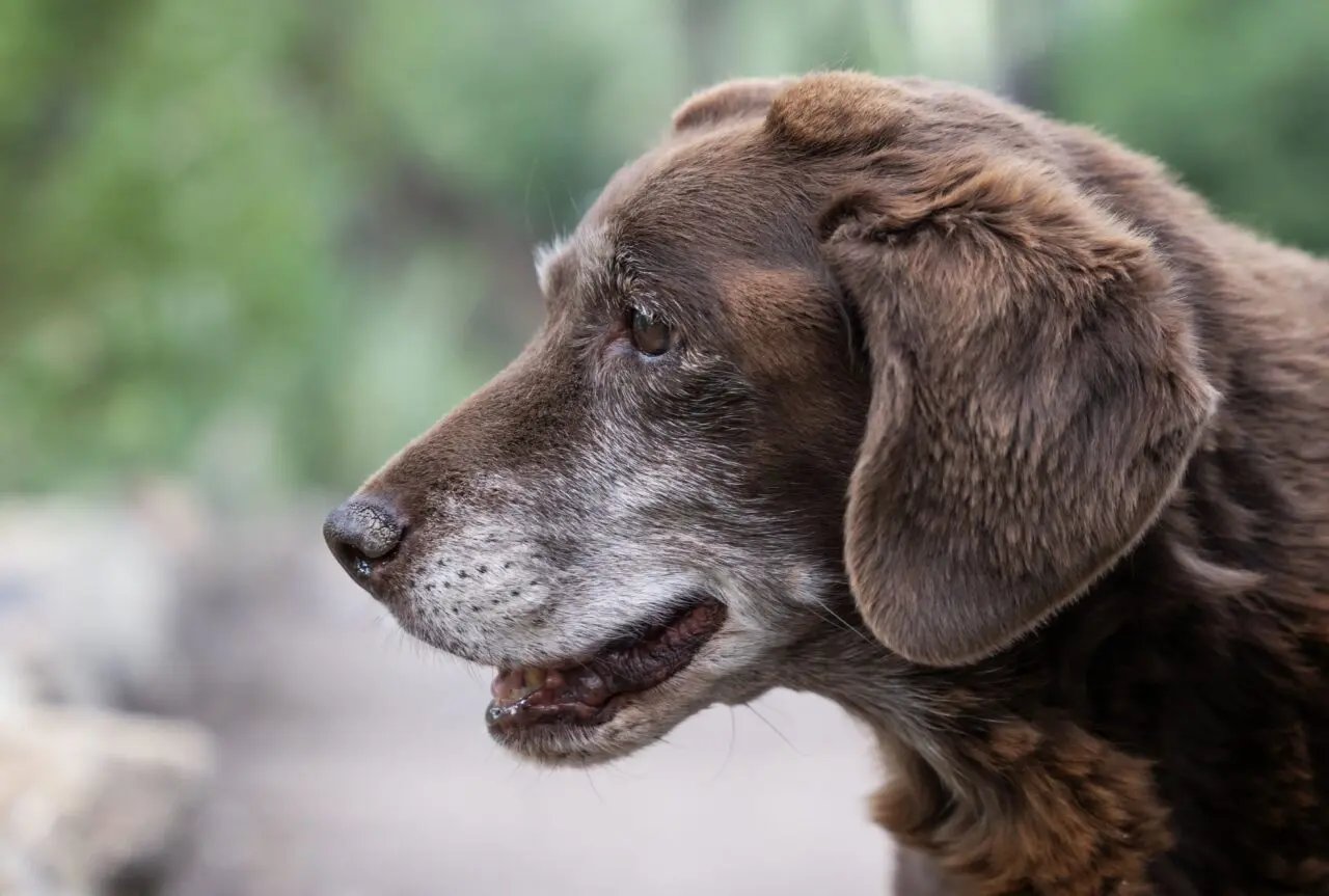 Epilepsia em cães na Espanha