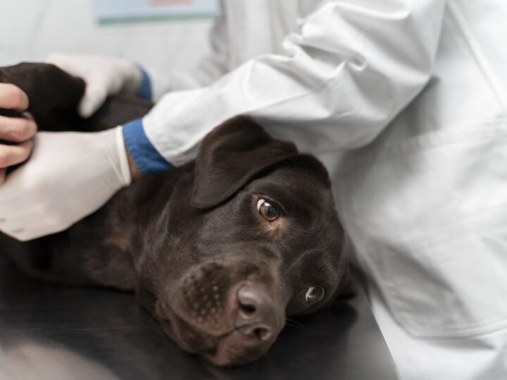 Orientações do Royal Veterinary College para verificação de sondas de alimentação em pets