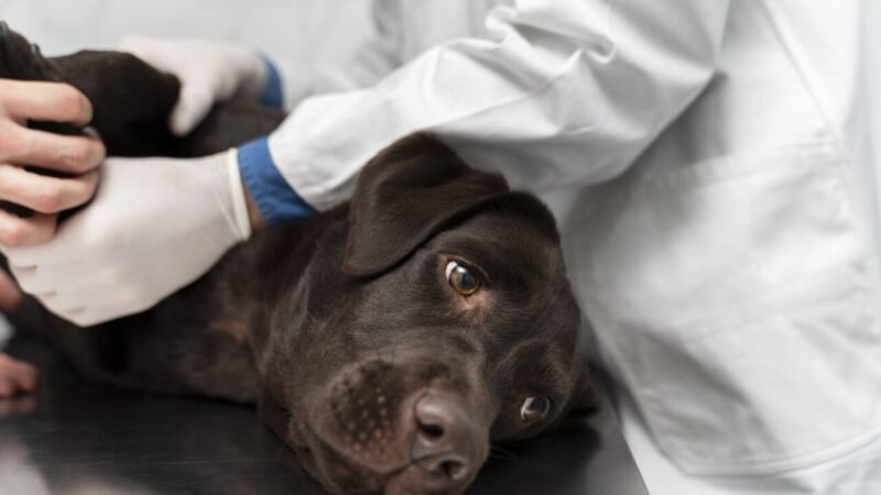 Orientações do Royal Veterinary College para verificação de sondas de alimentação em pets