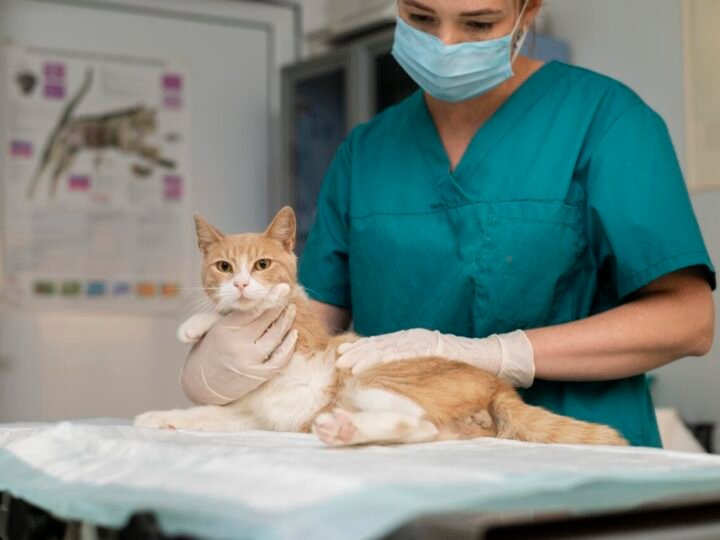 Osteoartrite em gatos idosos