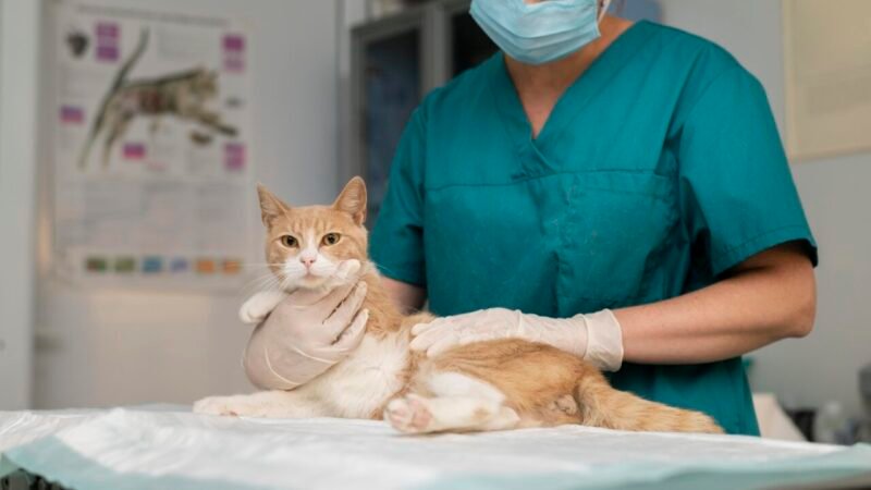 Osteoartrite em gatos idosos