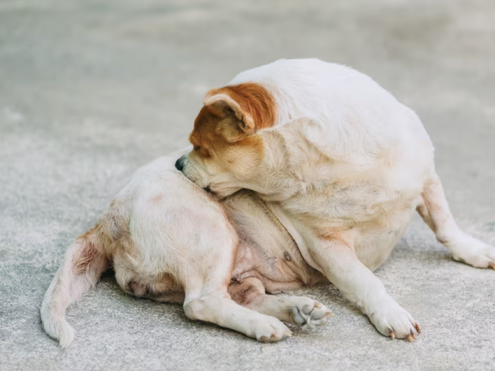 DAPP x DAC: Diferenças na rotina Veterinária