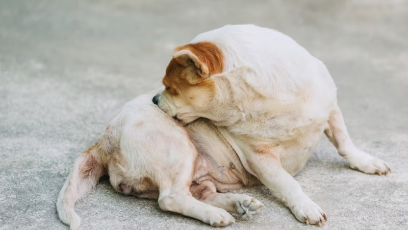 DAPP x DAC: Diferenças na rotina Veterinária