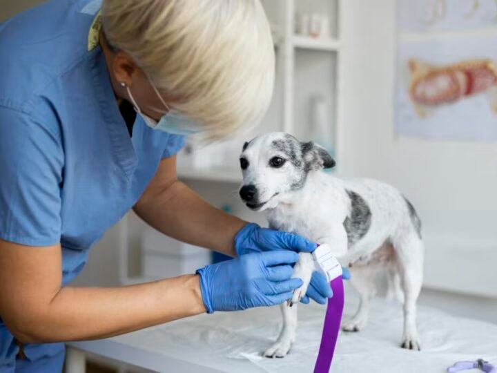 Impacto da castração precoce no risco de lesão no ligamento cruzado cranial em cães