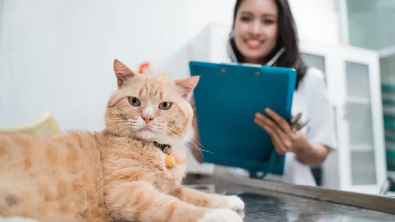 Estratégias para se destacar no mercado pet