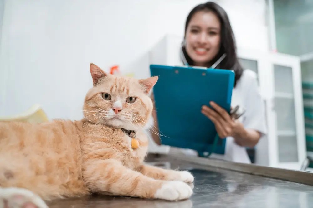 Estratégias para se destacar no mercado pet