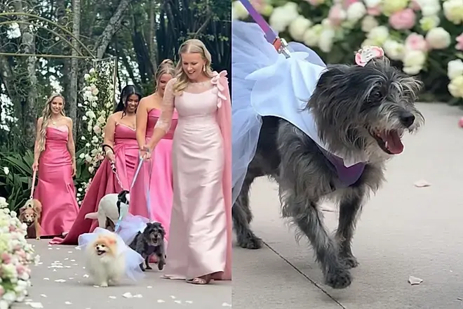 Cães resgatados em casamento emocionante