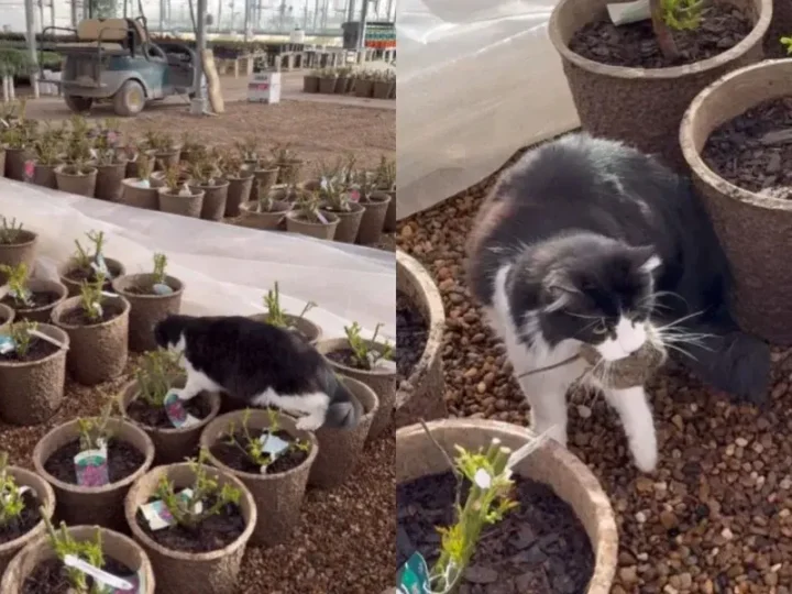 Gato mascote viraliza ao capturar rato em loja nos EUA