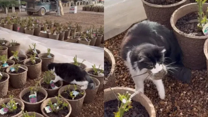 Gato mascote viraliza ao capturar rato em loja nos EUA