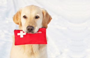 Primeiros socorros em cães e gatos: agindo com rapidez e segurança