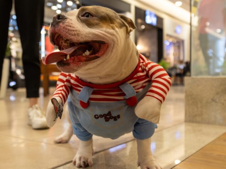 Carna Pet Golden: Desfile de fantasias Pet no Golden Square Shopping