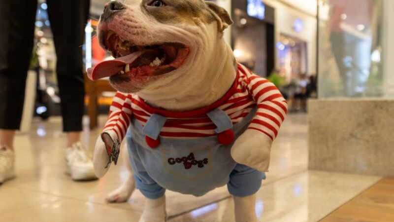 Carna Pet Golden: Desfile de fantasias Pet no Golden Square Shopping