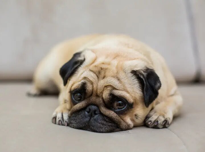 Cuidados com a saúde emocional de cães e gatos após as férias