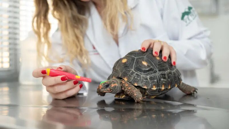 Falhas de manejo em pets não convencionais