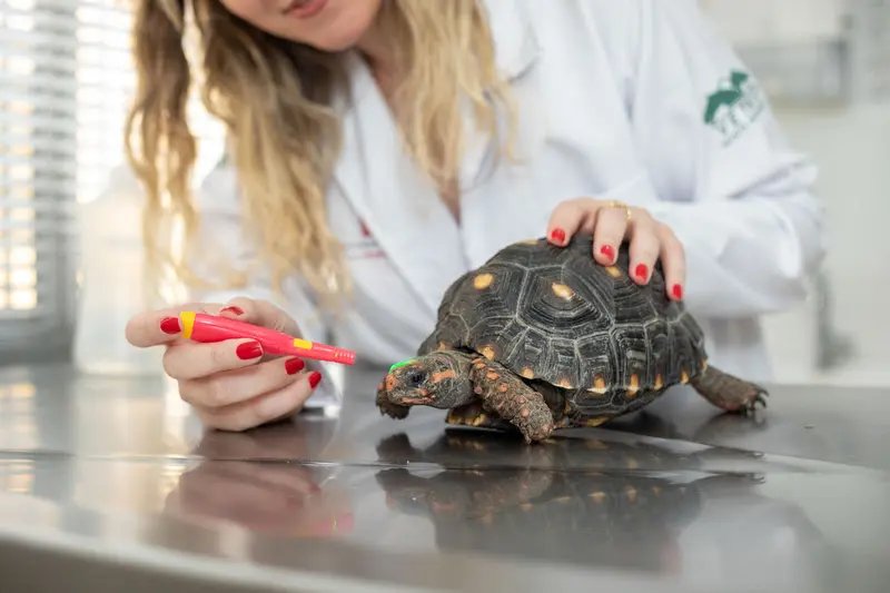 Falhas de manejo em pets não convencionais