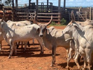 Programa de melhoramento genético do Gado Guzerá