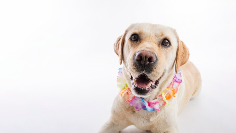 Como proteger seu pet durante o Carnaval
