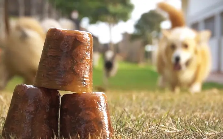 Benefícios da Alimentação úmida para cães e gatos no Verão