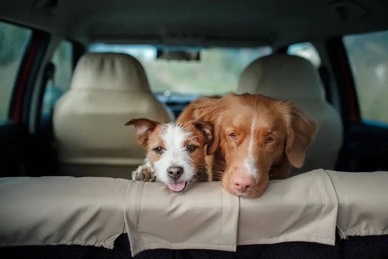 Carnaval com pet: dicas para manter a rotina do animal durante viagens