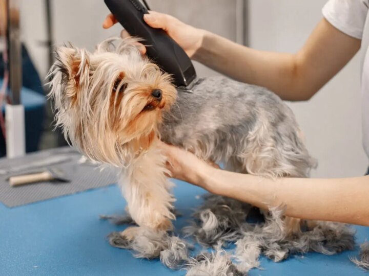 Benefícios da Tosa para aliviar o calor nos Pets